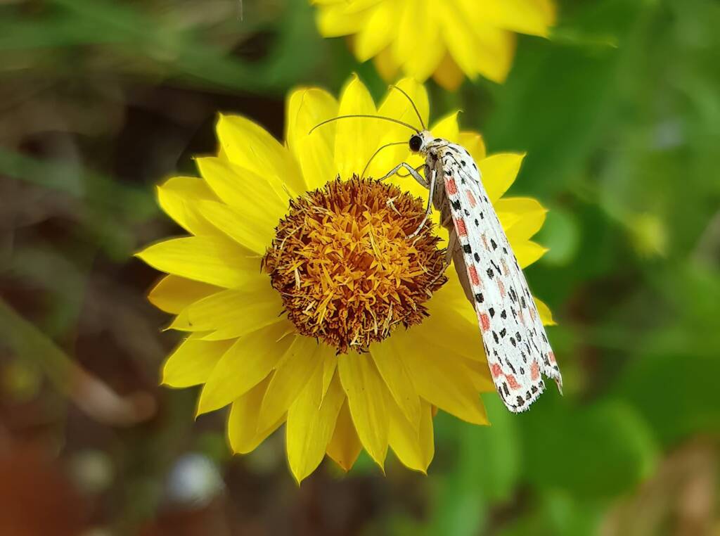 Heliotrope Moth (Utetheisa pulchelloides), Alice Springs Desert Park NT
