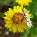 Heliotrope Moth (Utetheisa pulchelloides), Alice Springs Desert Park NT