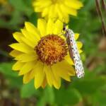 Heliotrope Moth (Utetheisa pulchelloides), Alice Springs Desert Park NT