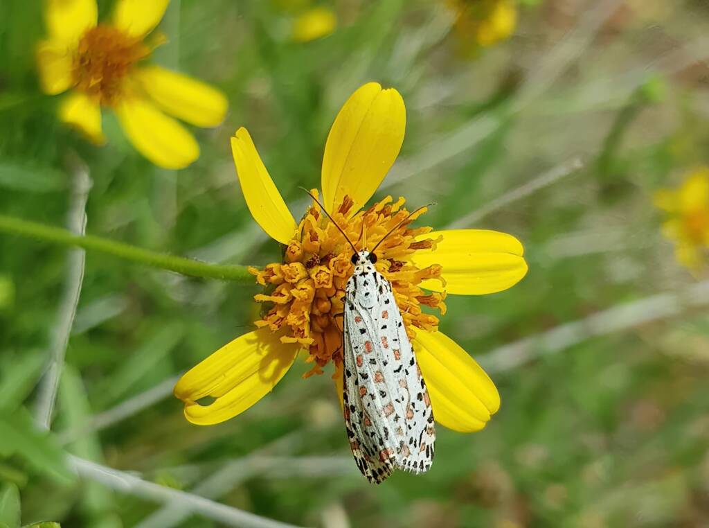 Heliotrope Moth (Utetheisa pulchelloides), Alice Springs Desert Park NT