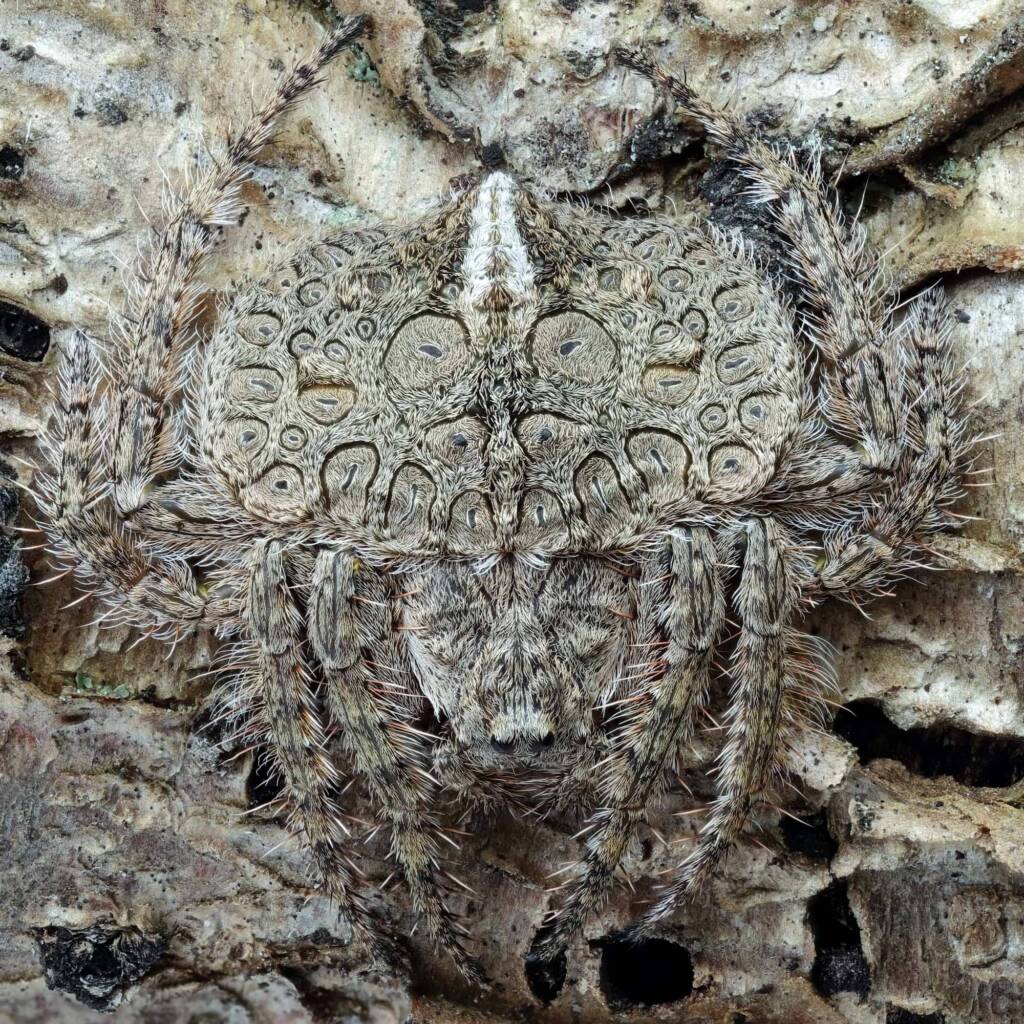 Wrap-around spider (Dolophones conifera), Narara NSW © Michael Doe