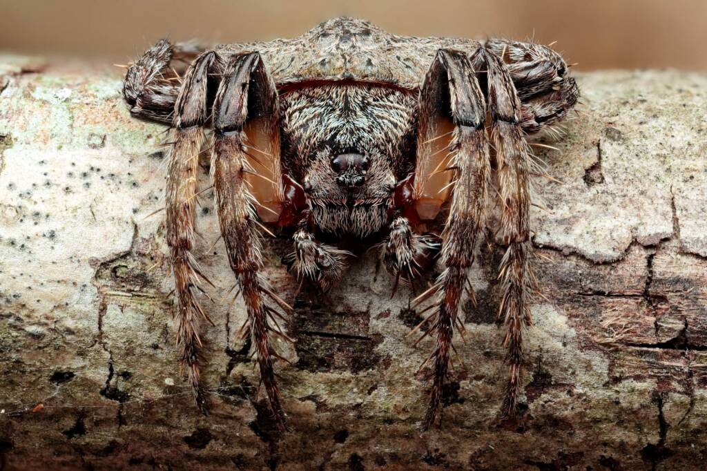 Wrap-around Spider (Dolophones) - Project Maratus, Central Coast NSW © Michael Doe