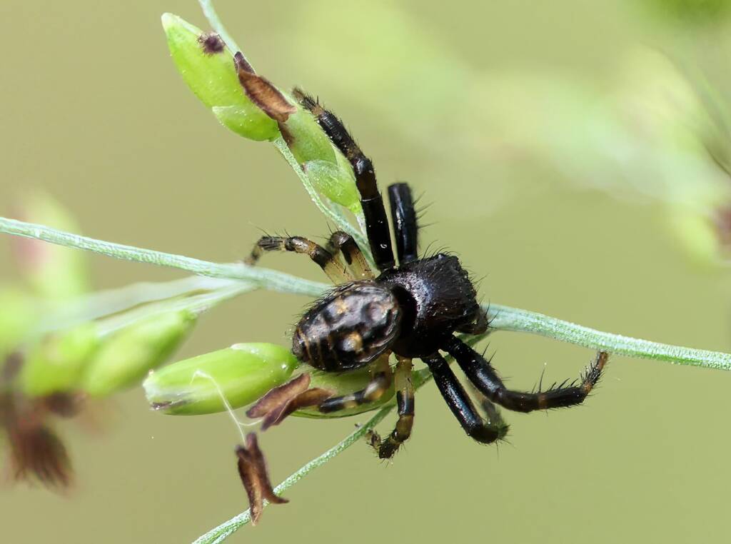 Social Tharpyna (Xysticus bimaculatus), Brisbane QLD © Stefan Jones