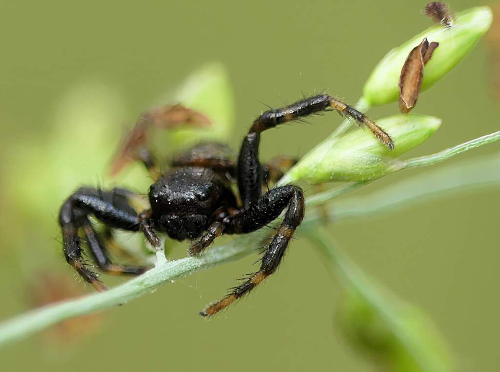 Social Tharpyna (Xysticus bimaculatus), Brisbane QLD © Stefan Jones