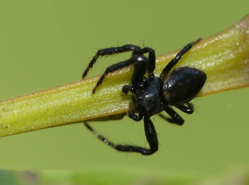 Social Tharpyna (Xysticus bimaculatus), Brisbane QLD © Stefan Jones