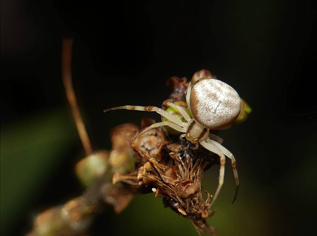 Milky Flower Spider (Zygometis xanthogaster), Brisbane QLD © Stefan Jones