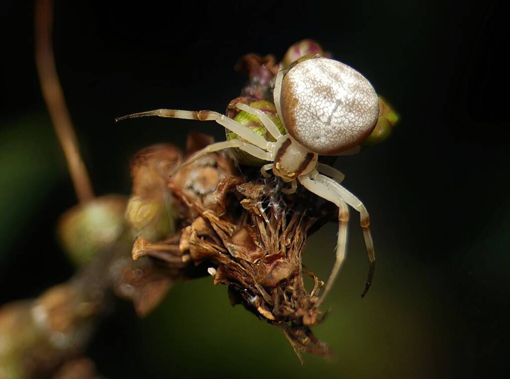 Milky Flower Spider (Zygometis xanthogaster), Brisbane QLD © Stefan Jones