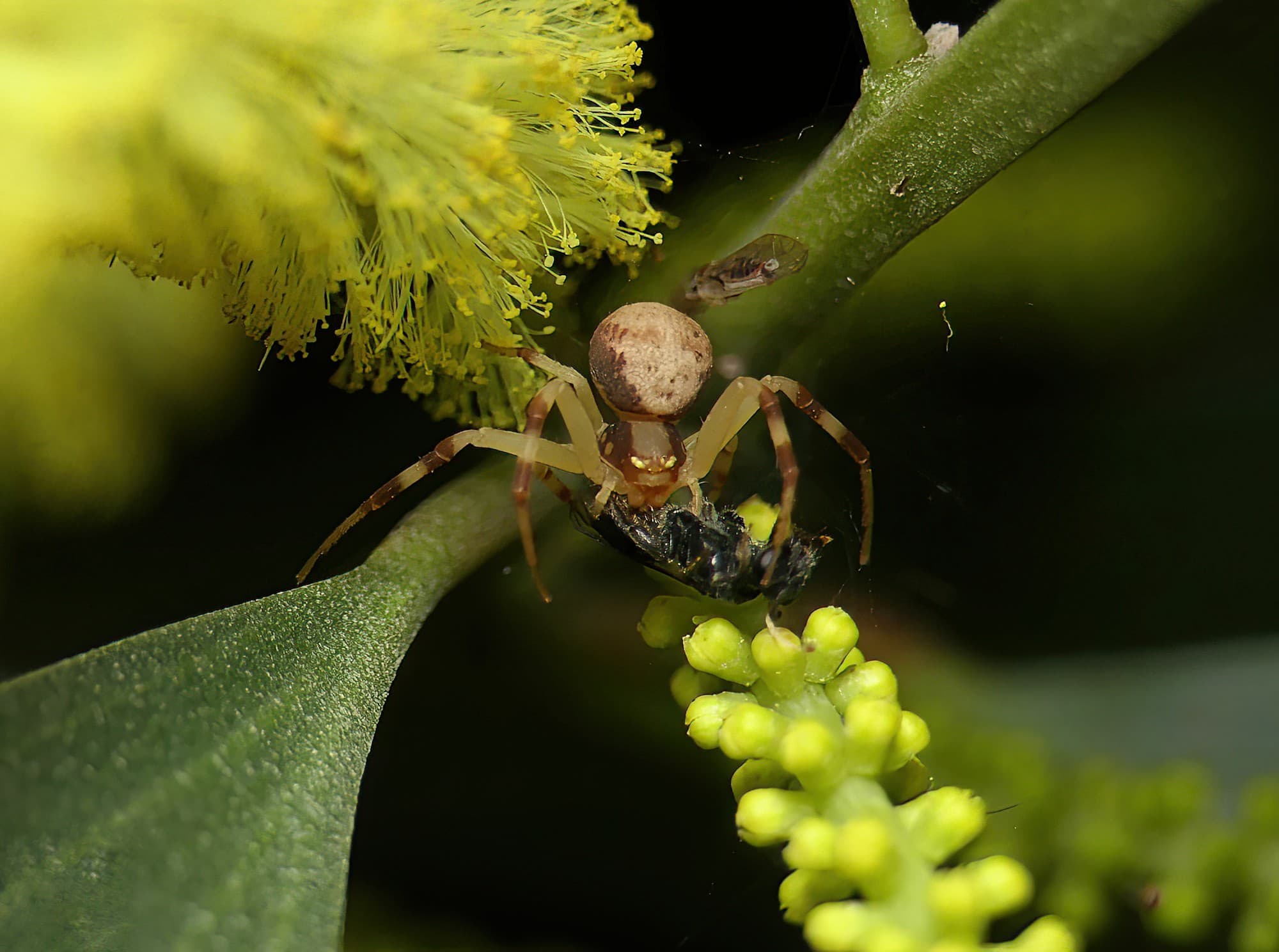 Milky Flower Spider (Zygometis xanthogaster), Brisbane QLD © Stefan Jones