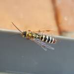 Genus Agriomyia (a member of Thynnid Flower Wasps Family Thynnidae), Alice Springs NT