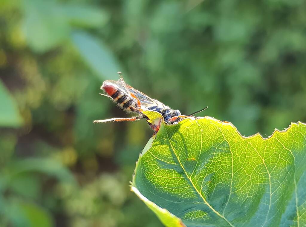 Genus Agriomyia (a member of Thynnid Flower Wasps Family Thynnidae), Alice Springs NT