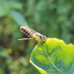Genus Agriomyia (a member of Thynnid Flower Wasps Family Thynnidae), Alice Springs NT