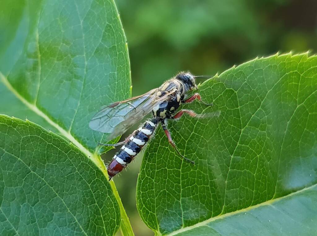 Genus Agriomyia (a member of Thynnid Flower Wasps Family Thynnidae), Alice Springs NT