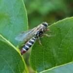Genus Agriomyia (a member of Thynnid Flower Wasps Family Thynnidae), Alice Springs NT