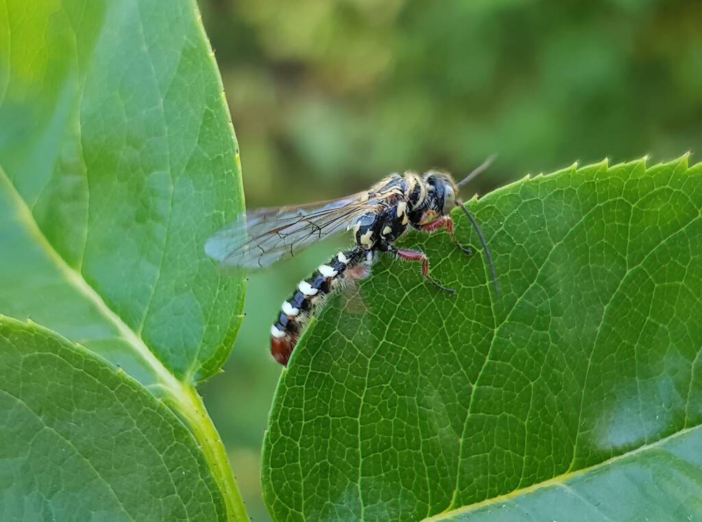 Genus Agriomyia (a member of Thynnid Flower Wasps Family Thynnidae), Alice Springs NT