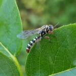 Genus Agriomyia (a member of Thynnid Flower Wasps Family Thynnidae), Alice Springs NT