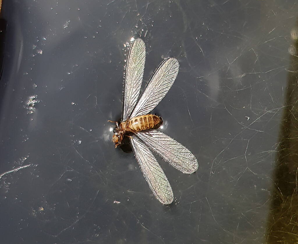 "Alate" Termite (family Termitidae), Alice Springs NT