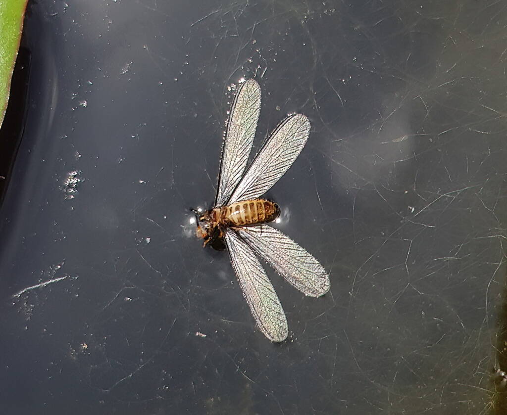 "Alate" Termite (family Termitidae), Alice Springs NT