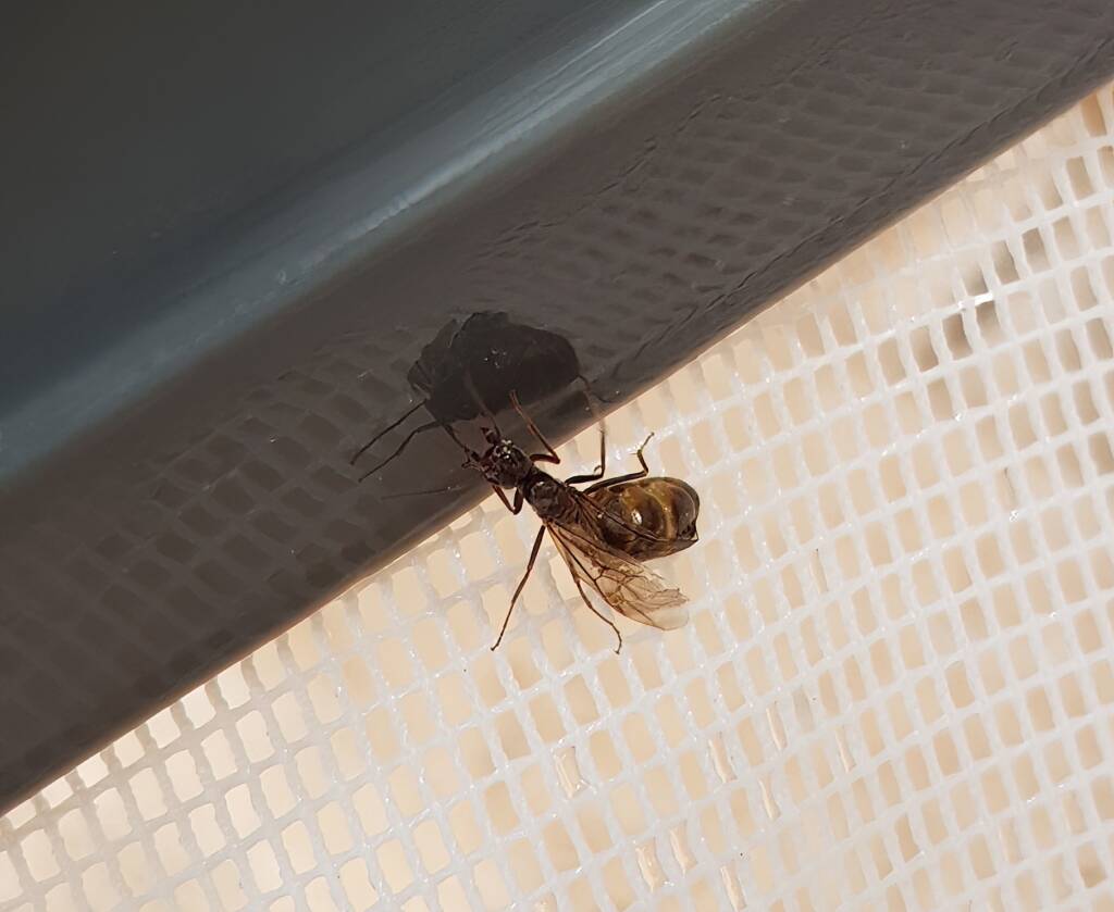 "Alate" Termite (family Termitidae), Alice Springs NT