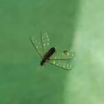 "Alate" Termite (family Termitidae), Alice Springs NT