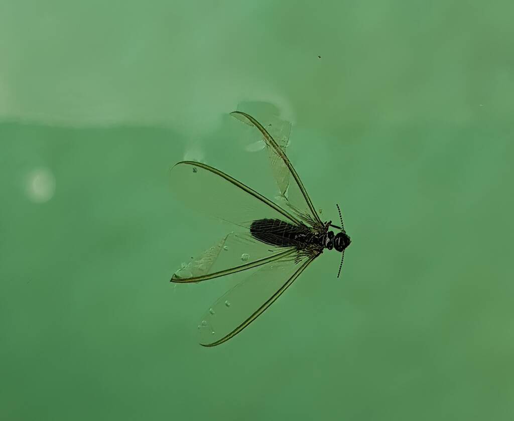 "Alate" Termite (family Termitidae), Alice Springs NT