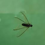 "Alate" Termite (family Termitidae), Alice Springs NT