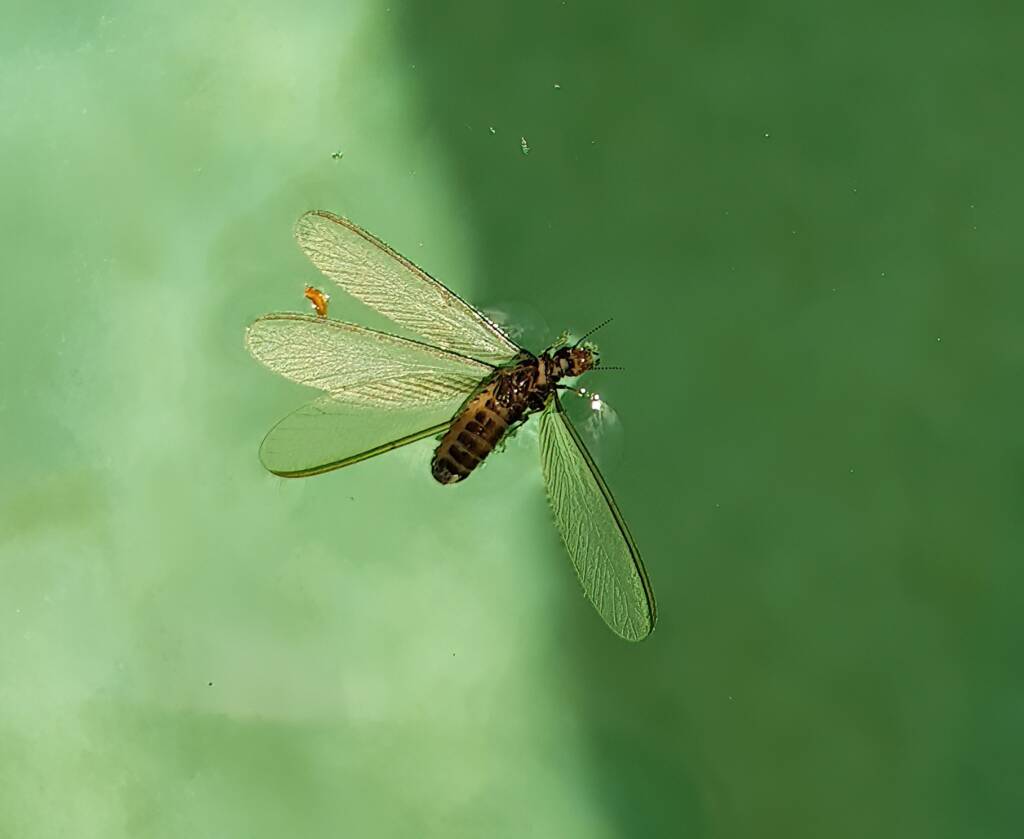"Alate" Termite (family Termitidae), Alice Springs NT