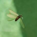 "Alate" Termite (family Termitidae), Alice Springs NT