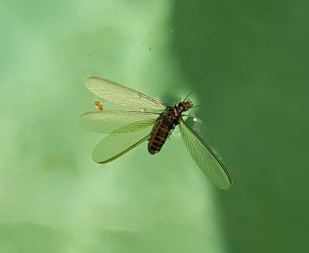 "Alate" Termite (family Termitidae), Alice Springs NT