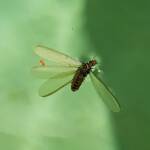 "Alate" Termite (family Termitidae), Alice Springs NT