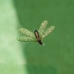"Alate" Termite (family Termitidae), Alice Springs NT