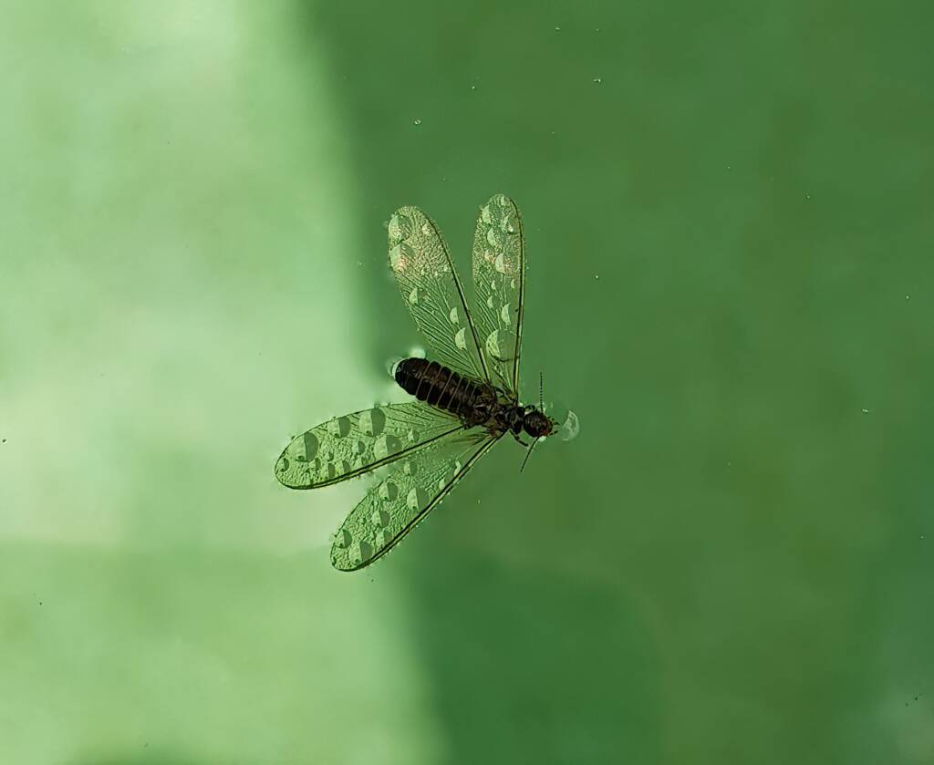 "Alate" Termite (family Termitidae), Alice Springs NT