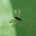 "Alate" Termite (family Termitidae), Alice Springs NT