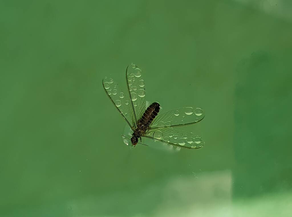 "Alate" Termite (family Termitidae), Alice Springs NT