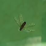 "Alate" Termite (family Termitidae), Alice Springs NT