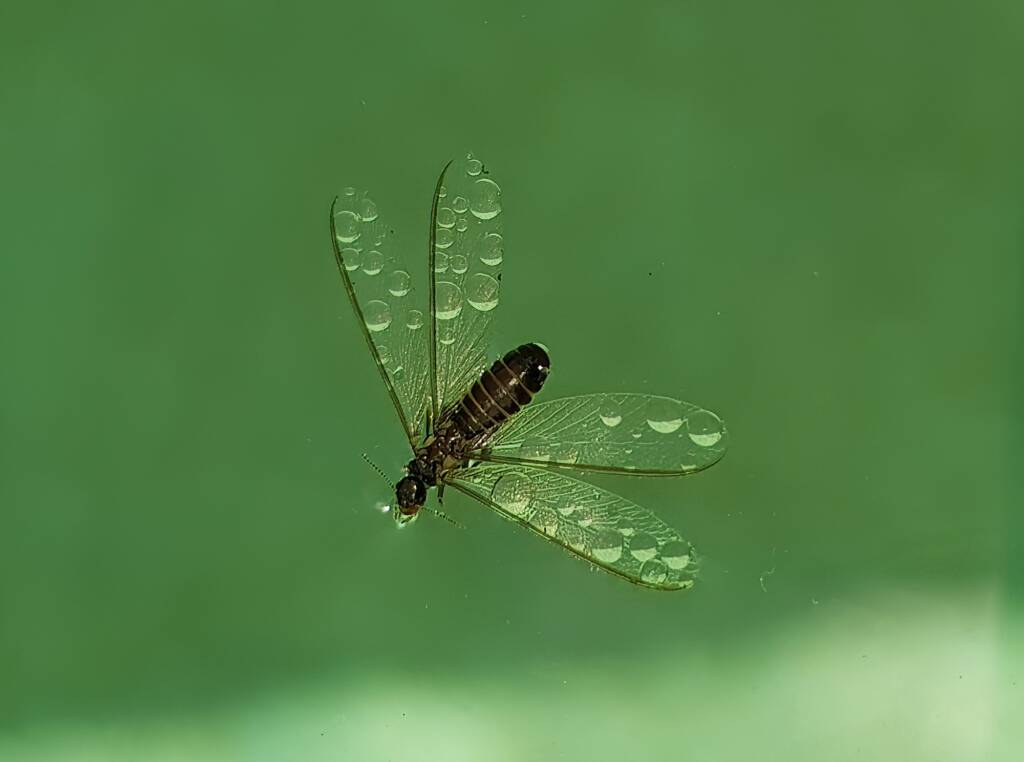 "Alate" Termite (family Termitidae), Alice Springs NT