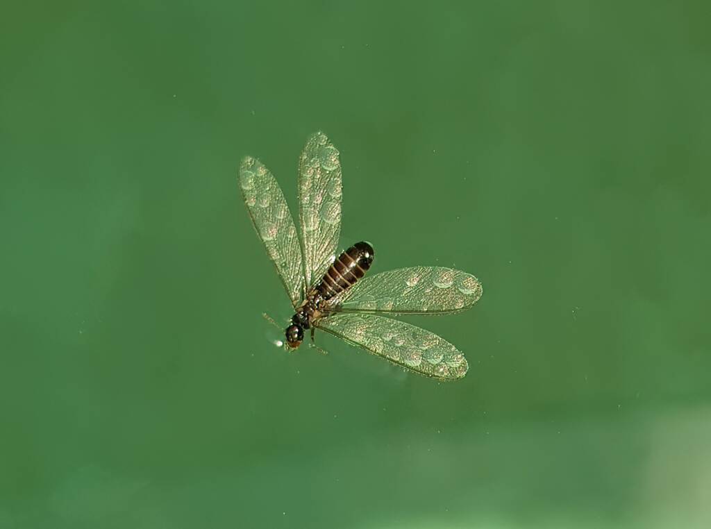 "Alate" Termite (family Termitidae), Alice Springs NT