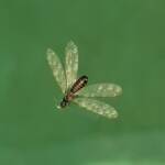 "Alate" Termite (family Termitidae), Alice Springs NT