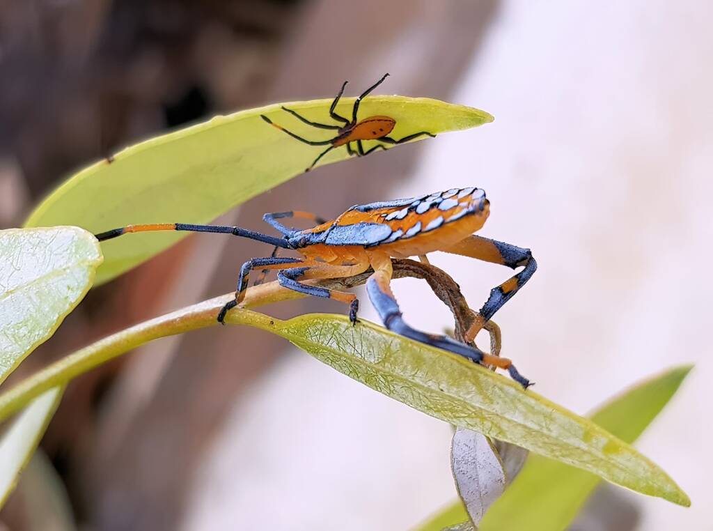 Nymph - Eucalyptus Tip-wilting Bug (Amorbus alternatus), Alice Springs NT