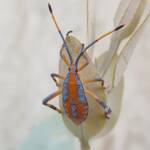 Nymph - Eucalyptus Tip-wilting Bug (Amorbus alternatus), Alice Springs NT