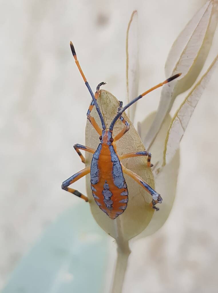 Nymph - Eucalyptus Tip-wilting Bug (Amorbus alternatus), Alice Springs NT