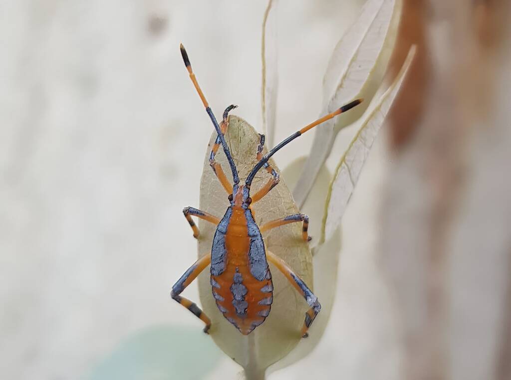 Nymph - Eucalyptus Tip-wilting Bug (Amorbus alternatus), Alice Springs NT