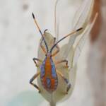 Nymph - Eucalyptus Tip-wilting Bug (Amorbus alternatus), Alice Springs NT