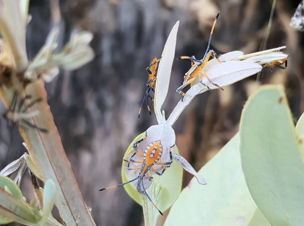 Nymph - Eucalyptus Tip-wilting Bug (Amorbus alternatus), Alice Springs NT