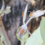 Nymph - Eucalyptus Tip-wilting Bug (Amorbus alternatus), Alice Springs NT