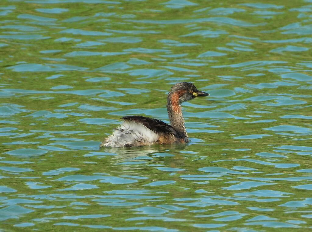 Australasian Grebe (Tachybaptus novaehollandiae), Alice Springs Sewage Ponds © Dorothy Latimer