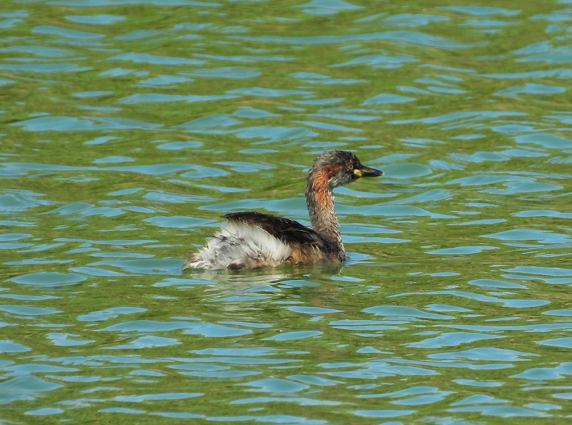 Australasian Grebe (Tachybaptus novaehollandiae), Alice Springs Sewage Ponds © Dorothy Latimer