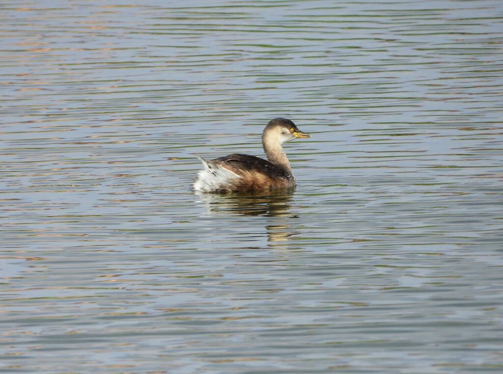 Australasian Grebe (Tachybaptus novaehollandiae), Alice Springs Sewage Ponds © Dorothy Latimer