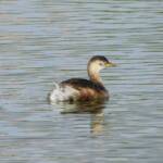 Australasian Grebe (Tachybaptus novaehollandiae), Alice Springs Sewage Ponds © Dorothy Latimer