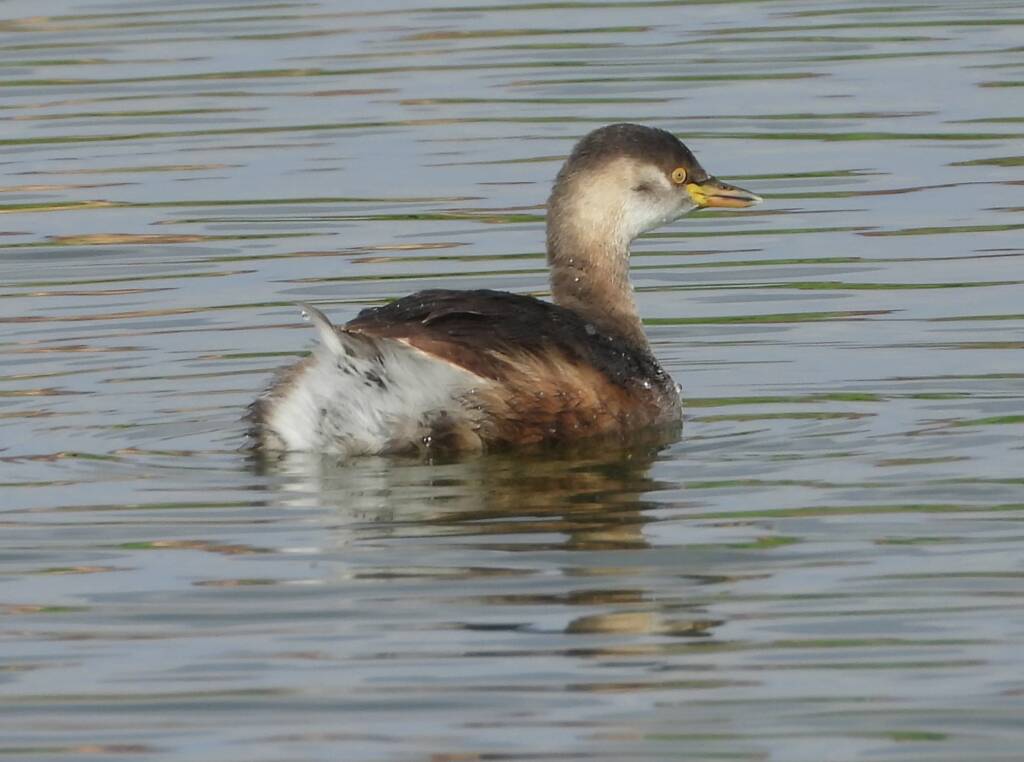 Australasian Grebe (Tachybaptus novaehollandiae), Alice Springs Sewage Ponds © Dorothy Latimer