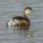 Australasian Grebe (Tachybaptus novaehollandiae), Alice Springs Sewage Ponds © Dorothy Latimer